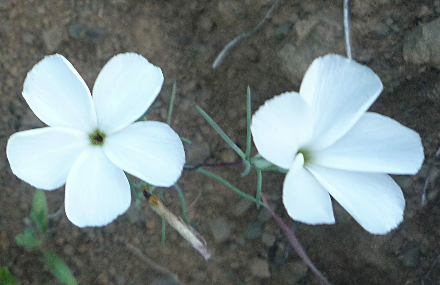High Resolution Linanthus dichotomus Flower